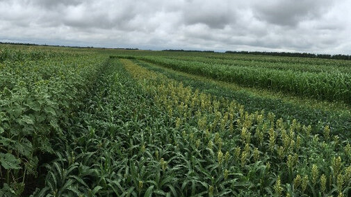 Double cropping trial near Mead