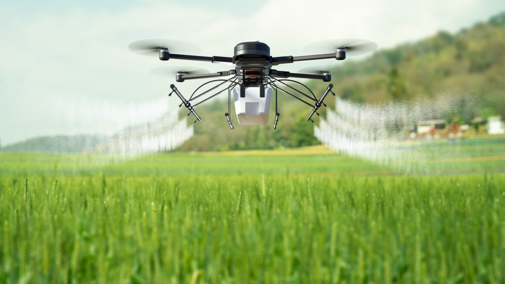 Drone spraying wheat field