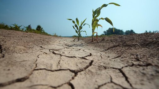 Corn field during drought
