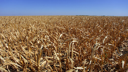 Drought-stressed corn
