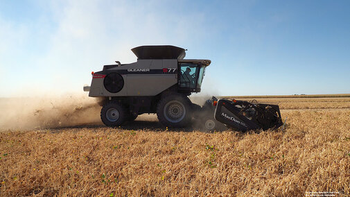 Farmer harvests dry beans