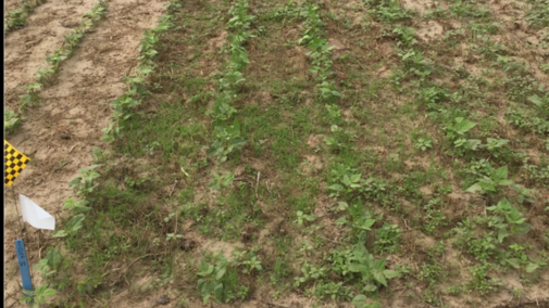 Dry bean weed management trial