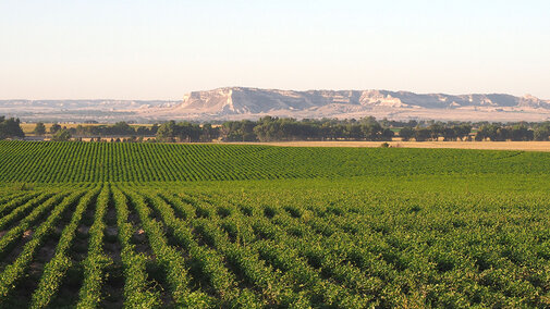 Dry bean field