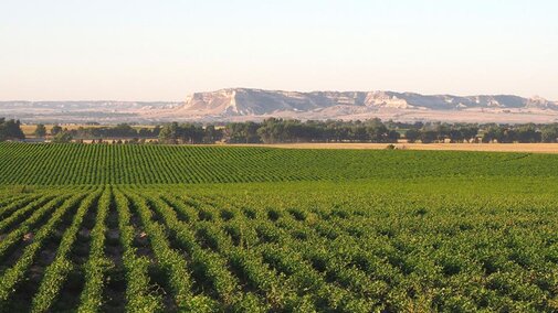 Dry bean field in Nebraska Panhandle