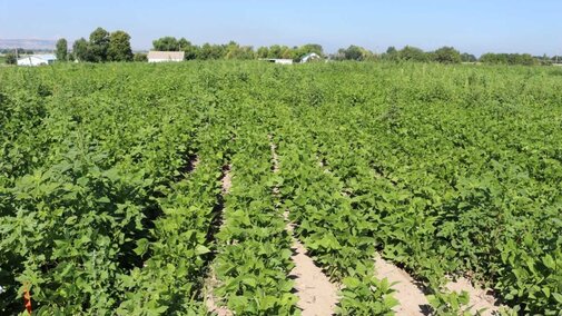 Weed control research in dry bean plots