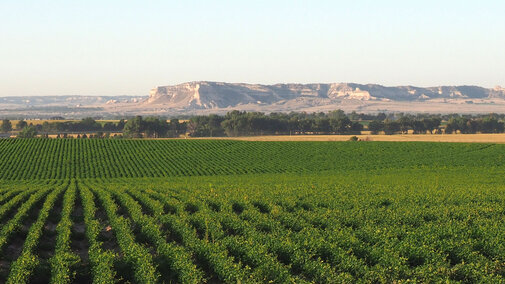 Dry bean field