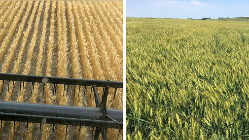 Photos of two very different eastern Nebraska wheat fields