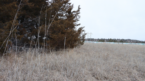 Eastern redcedar encroaching into dormant pasture grass in winter.