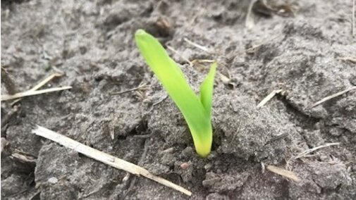 corn emerging