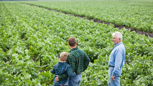 Two men and boy stand in potato field