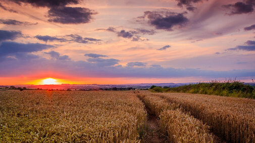 Sunset on corn field