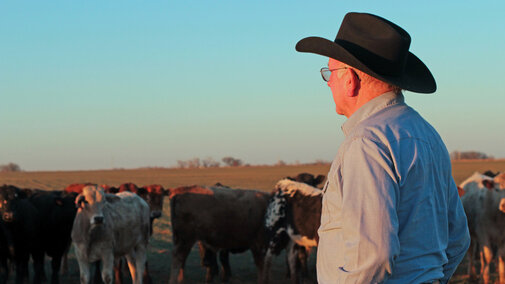 Rancher with cattle