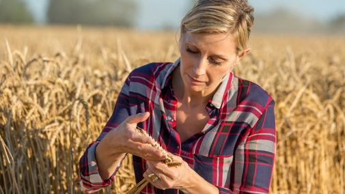 Farmer analyzing wheat stem