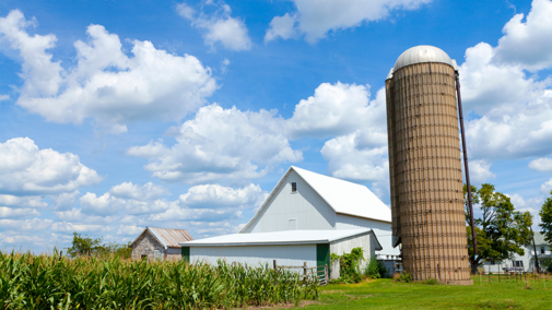 Farm and barns near cornfield