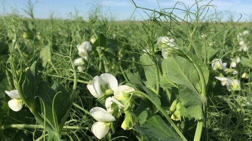 Field of flowering field peas