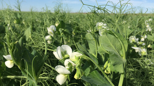 A western Nebraska field of field peas in bloom