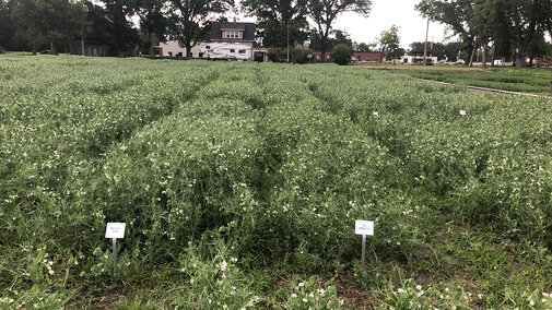 Field pea variety trial plot in Lincoln County, summer 2019.