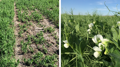 Field pea variety trial in Perkins