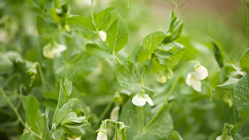 Field peas