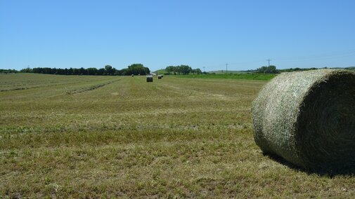 alflalfa in Custer county