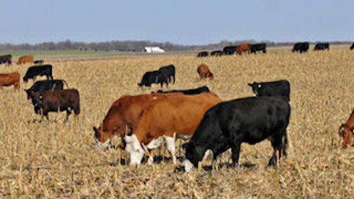 Figure 1. Before turning cattle into your fields check grazing restrictions on the labels of any herbicides applied.