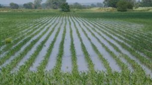 Corn growing in flooded soil