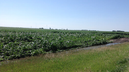 Fields in central Neraska faced a range of damage from heavy rains earlier this week, from being totally inundated by flood waters to plants being flattened by the storms and high winds. (Photo by Todd Whitney)