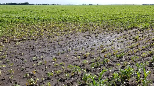 Figure 1. The degree of damage from standing water in this field will depend on several factors and likely will lead to direct yield losses or indirect losses from increased disease pressure.