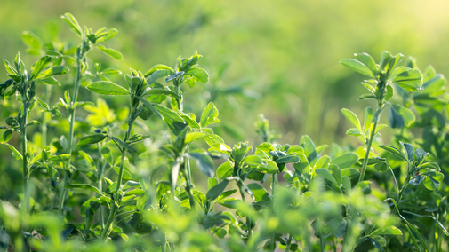 alfalfa field