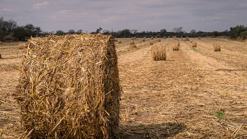 A round bale of forage sorghum sits in a harvested field, with more bales scattered in rows across the background as plants mature.