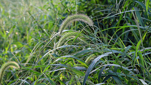 foxtail millet in grass meadow