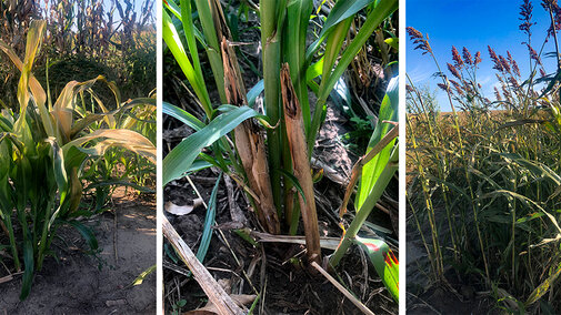 Frosted sorghum-sudangrass