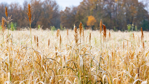 Frozen sorghum-sudangrass