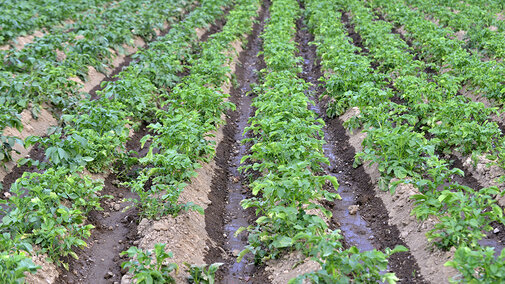 Rows of potato plants growing in a field with soil and furrow irrigation water visible between each row.