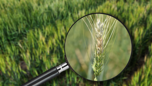 magnifying glass over wheat field viewing bleached wheat head