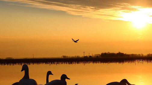 Geese on lake