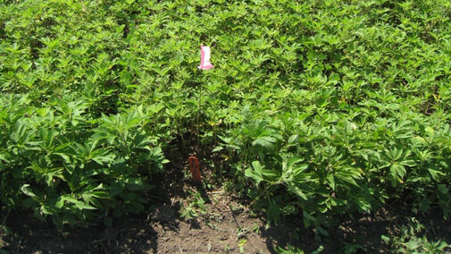 Uuncontrolled giant ragweed