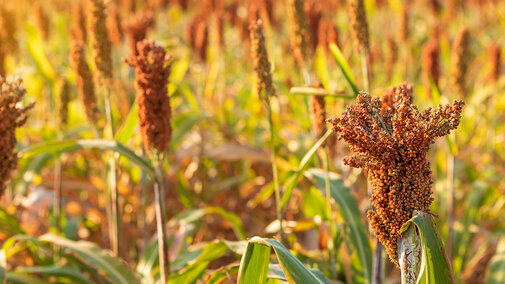 Close-up of ripe grain sorghum heads in a sunlit field, with golden leaves and warm evening light in the background.