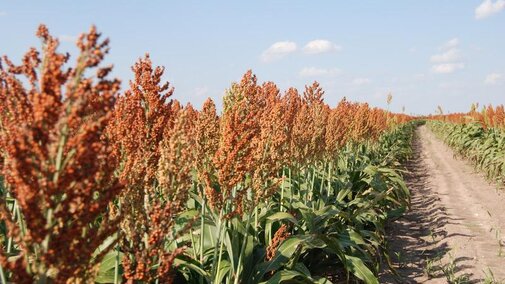 Grain sorghum field
