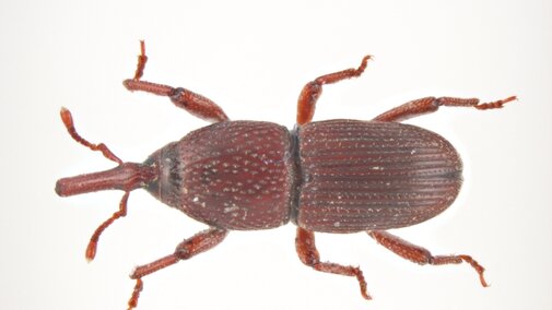 Granary weevil