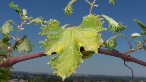 Grape leaves damaged by pesticide drift