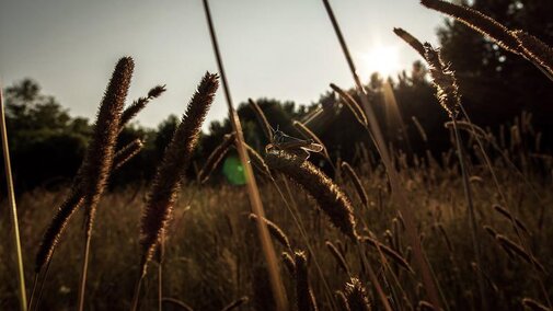 Grasshopper in field