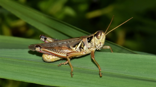 Grasshopper on plant leaf