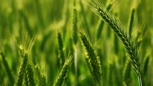 stocks of green wheat