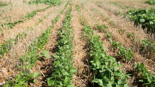 Triticale crimped before adding green beans