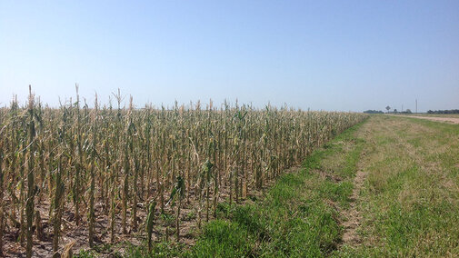 Corn field devastated by hail in a June 30 storm in southwest Nebraska. Links to full article