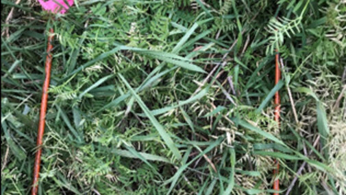 Hairy vetch cover crop