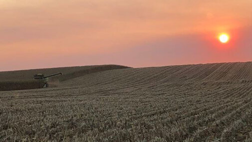 Combining corn at sunset