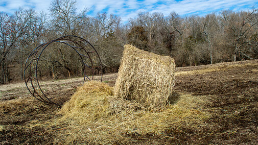 A partially eaten round hay bale sits beside a metal feeder ring in a muddy winter pasture with leafless trees in the background.