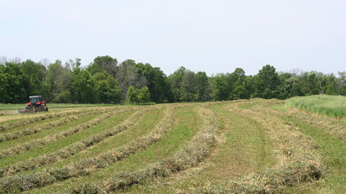 Cutting hay